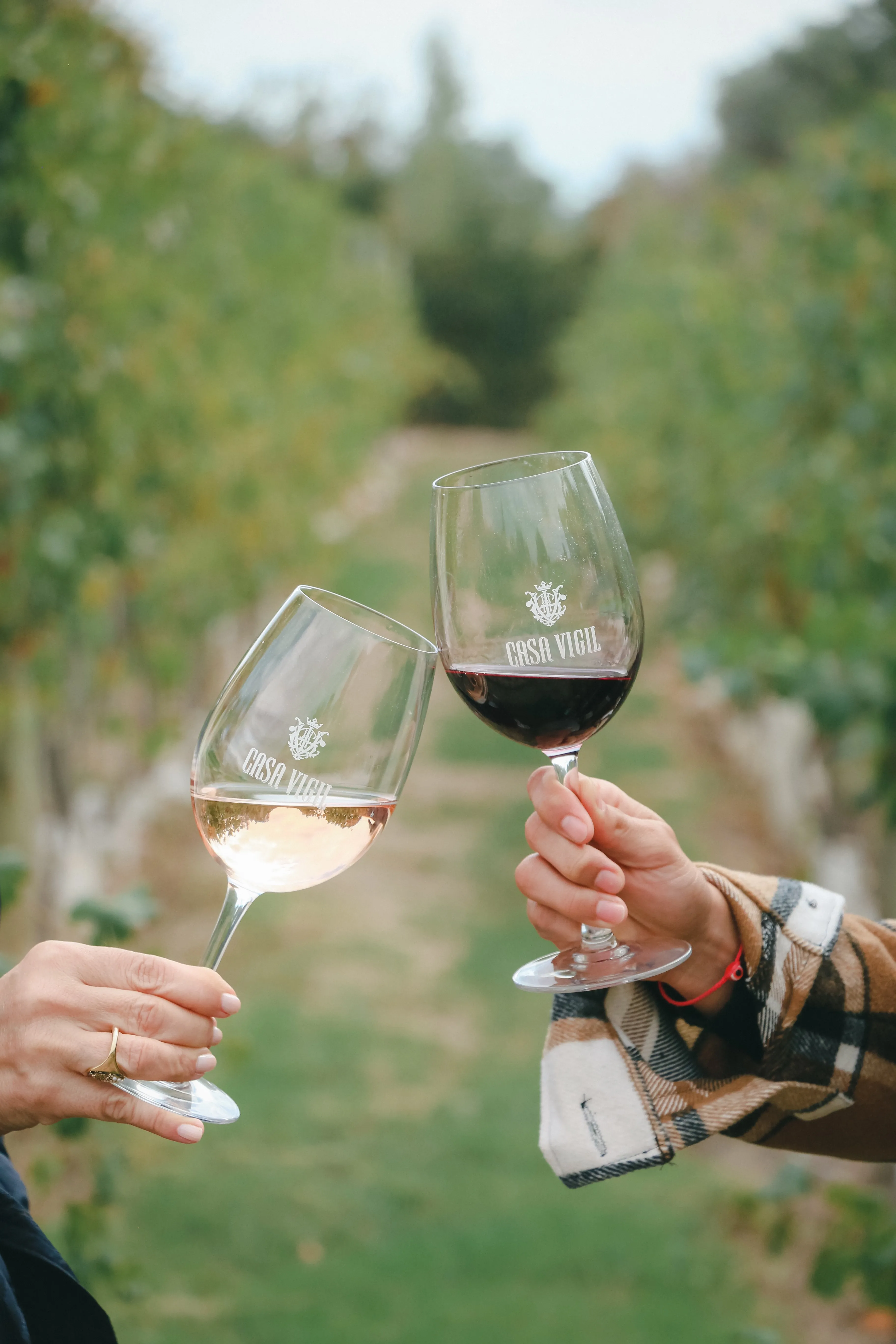 Brinde com vinho em vinhedos de Maipú